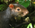 AGOUTI