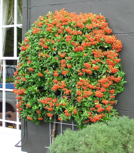 PYRACANTHA