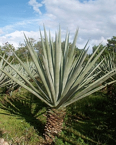 SISAL