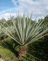 SISAL