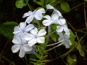 PLUMBAGO