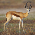 SPRINGBOK