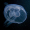 Image Cnidaria