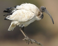 IBIS