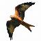 Logo Accipitriformes