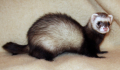 FURET