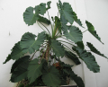 PHILODENDRON