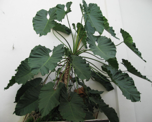 PHILODENDRON