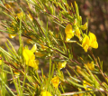 ROOIBOS