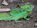BASILIC