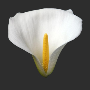 CALLA