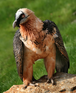 GYPAÈTE