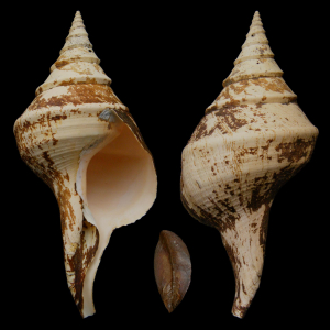 TURBINELLE