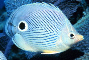 CHÉTODON