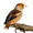 Image Fringillidae