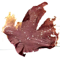 PORPHYRA