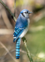 Image geai