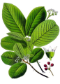CASCARA