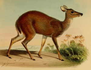 MAZAMA