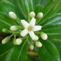 PITTOSPORUM
