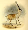 ANTILOPE