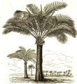 SAGOUTIER