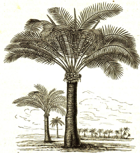 SAGOUTIER