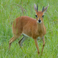 STEENBOK