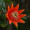 Image Myrtales