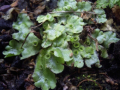 MARCHANTIA