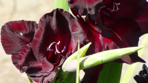 Velours noir
