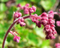 HEUCHERA
