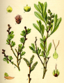 MYRICA