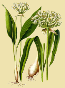 AIL