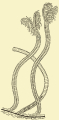 GRAPTOLITE