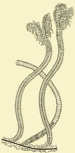 GRAPTOLITE