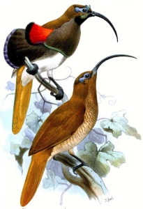 DRÉPANORNIS