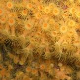 ZOANTHAIRE