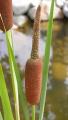 TYPHA