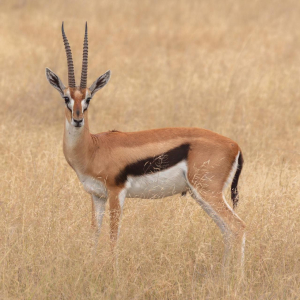 GAZELLE