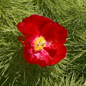 PIVOINE