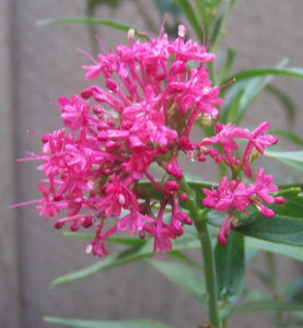 CENTRANTHE