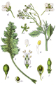 CRAMBE