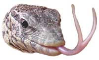 VARAN