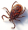 Image Acari