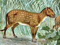 ÉOHIPPUS