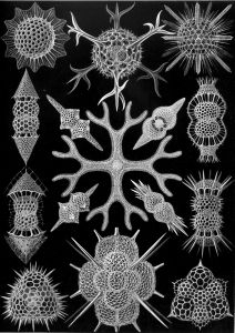 RADIOLAIRE