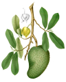 COROSSOLIER