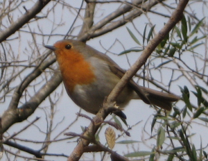 UN OISEAU DE PASSAGE