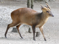 MUNTJAC